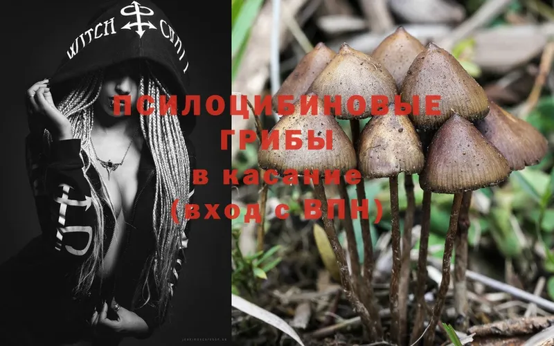 продажа наркотиков  Кушва  Псилоцибиновые грибы MAGIC MUSHROOMS 